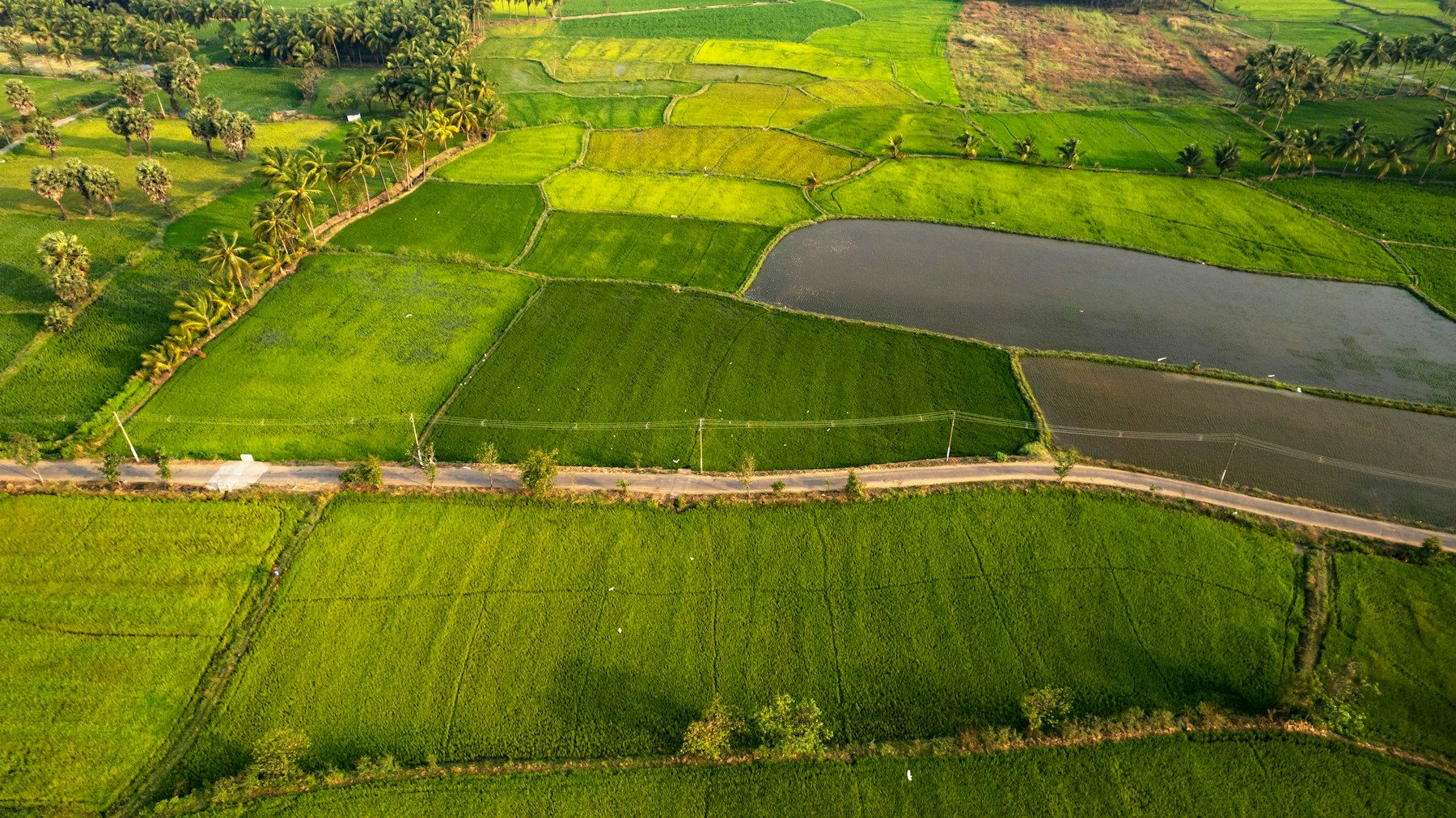 Kirkkaan vihreitä riisipeltoja vesikanavoineen ilmakuvassa