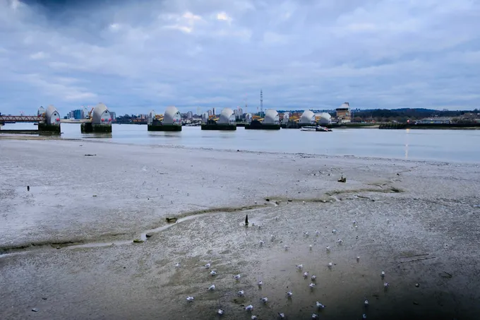 Lokkeja laskuveden paljastamalla harmaalla liejulla, taustalla joen poikki kulkevan Thames Barrier -tulvaesteen hopeanväriset kuvut