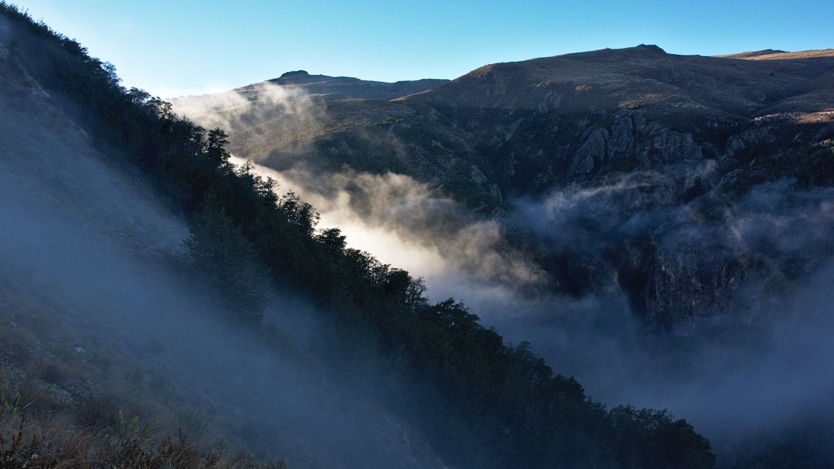 Uuden-Seelannin rannikkomaisemaa, jossa sumuverho kiertyy vihreiden kukkuloiden ympärille